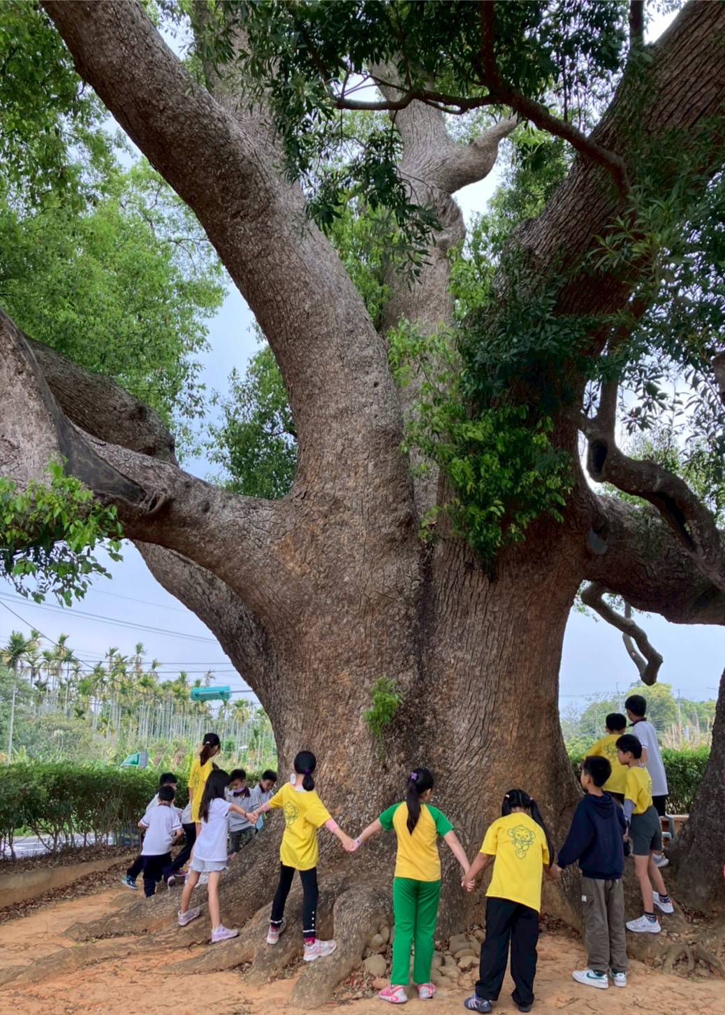 LINE_ALBUM_115.03.26微熱山丘-老樟母女樹-手工水餃_260402_6